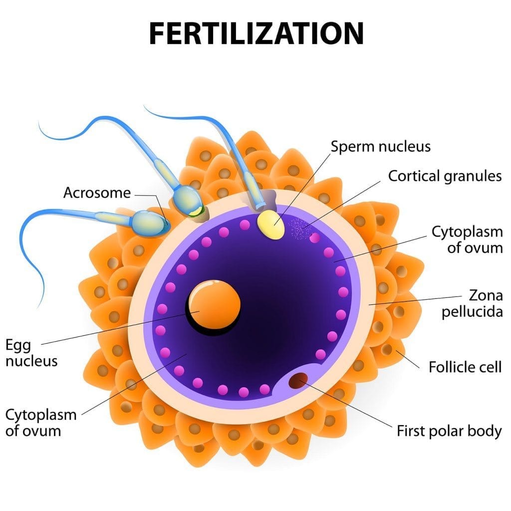 What is ivf