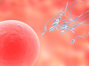 IVF