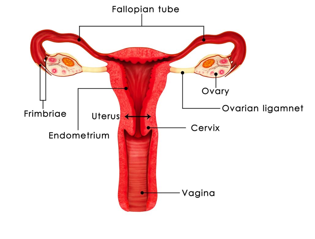 Pelvic organs can be affected by endometriosis