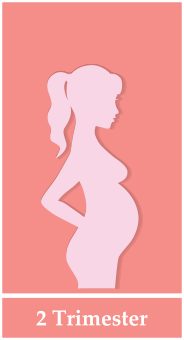 What to Expect in the Second Trimester
