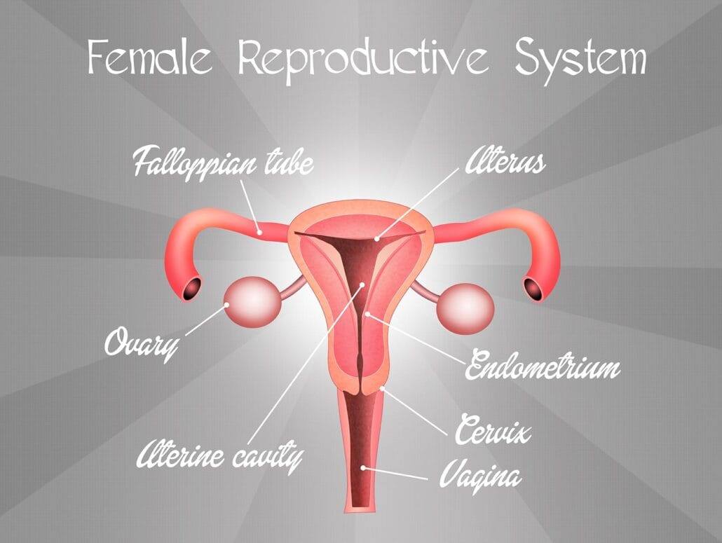 Ovarian Cysts 2 Colposcopy for examining the cervix - the neck of the womb